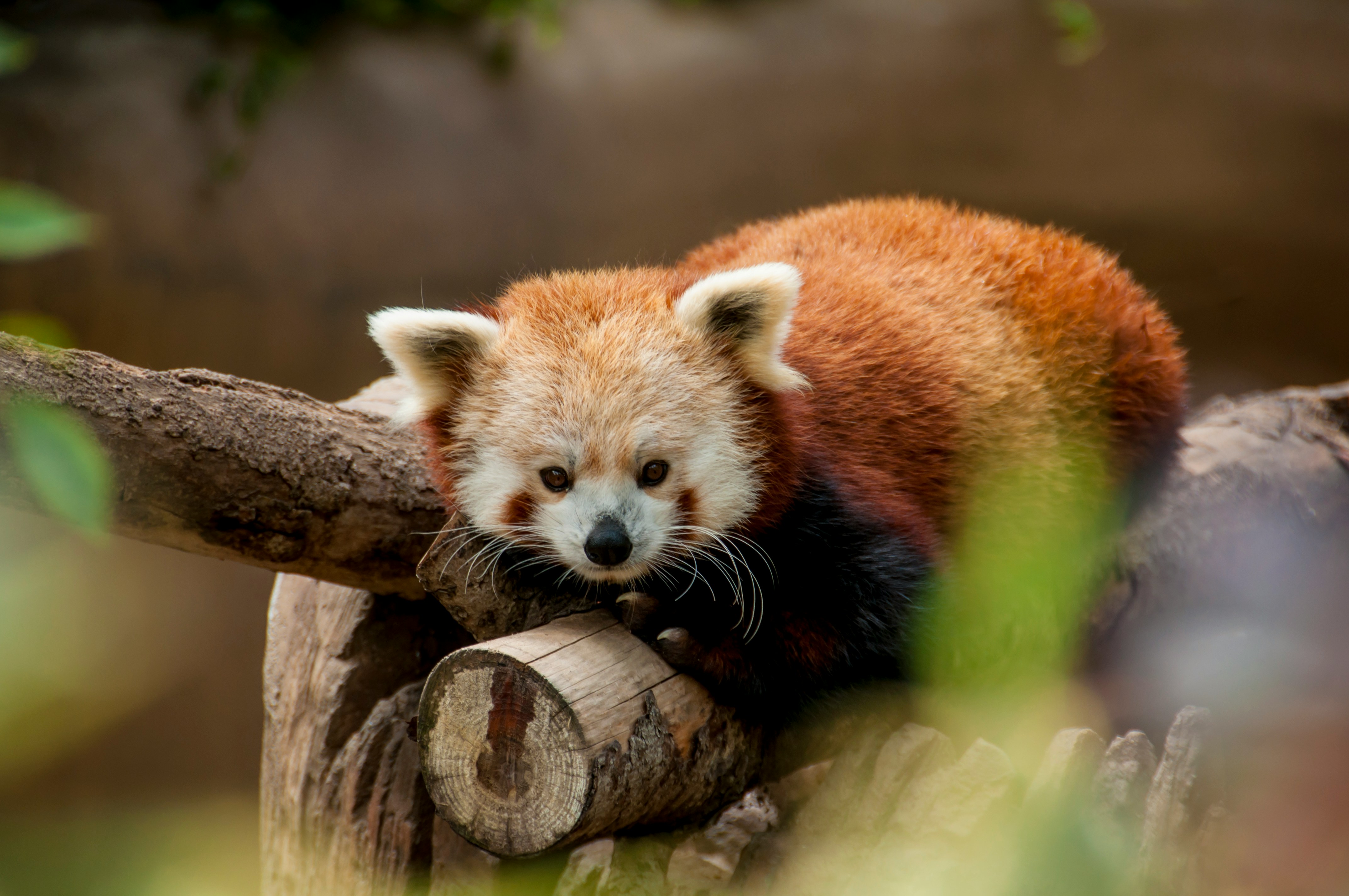 A red panda on a stump